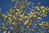 DSC_6546.thumb.JPG.46c634f8b3aeecd6d7e5d4856fd11de8.JPG