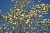DSC_6547.thumb.JPG.d23691647987552e5333279c49715a4d.JPG