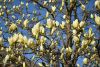 DSC_6550.thumb.JPG.20fa3bd3ca4cc85ed0bdbbfcd73aadbc.JPG