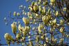 DSC_6554.thumb.JPG.88d7cd3a1e37dbf8522e8c3ed82b5cab.JPG