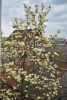 DSC_6566.thumb.JPG.ff4a513b560fbcbdaf3215f3ea37be31.JPG