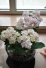 DSC_6576.thumb.JPG.dc33c3776a9ea503f7b2d81cac35f236.JPG