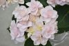 DSC_6581.thumb.JPG.fcfa850dac54334a1f30bfe0ba106c03.JPG