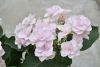 DSC_6582.thumb.JPG.c5de620f795bee8ca2bfc4bf41dcc335.JPG
