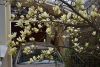 DSC_6587.thumb.JPG.fe99f1d02a9ba63fefce1139a938f65f.JPG