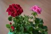 DSC_6597.thumb.JPG.8134d242db8cc8d7520012c6bab31031.JPG