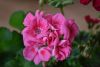DSC_6599.thumb.JPG.df019fdb49accce6158cc142c4f22117.JPG