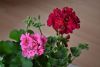 DSC_6601.thumb.JPG.f3d0bda03969c8a5d9c91d6e63e4616e.JPG