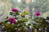 DSC_6602.thumb.JPG.6f6a404b6e47bf3cd6c9de759cfa895f.JPG