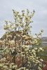 DSC_6608.thumb.JPG.3e595ce6e933991d9b0ab3082fdab19e.JPG