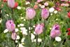 DSC_7003.thumb.JPG.59c94431928ccdabf6a9d235bfcdbe65.JPG