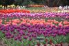 DSC_7046.thumb.JPG.f79b8a483883df944c336ce282c46f45.JPG