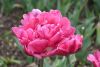 DSC_7237.thumb.JPG.5f03fca504a618963d6be96e6d6cc20e.JPG