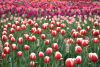 DSC_7428.thumb.JPG.693bdb3830791a65b444da09e6ba58fb.JPG
