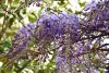 DSC_7470.thumb.JPG.f2c63ac37d13827725c76a4fc1437756.JPG