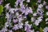 DSC_7479.thumb.JPG.862f4ecf858d58e1c51717d7064a4ff2.JPG