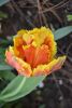 DSC_7481.thumb.JPG.6184e35cf22d7aadb2561311317f4cea.JPG