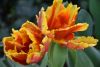 DSC_7482.thumb.JPG.418c0d3a764f4f3eefdf6e098f3e7430.JPG