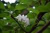 DSC_7483.thumb.JPG.d703221a37ff9b2a3e0497191f66524b.JPG