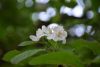 DSC_7484.thumb.JPG.9fbbe50b4d22666f013356d8b4aec97d.JPG