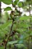 DSC_7487.thumb.JPG.462d1ddfdf49af04f03b2a9d648493b7.JPG