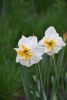 DSC_7488.thumb.JPG.ff988151807016c5823ca0748e8d92d8.JPG