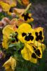 DSC_7489.thumb.JPG.125cf5542c775018d922dbdff942d5c7.JPG