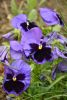 DSC_7491.thumb.JPG.e1bb7e5763bae850a6a8cb050443f9c2.JPG