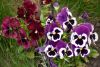 DSC_7492.thumb.JPG.a3758192b92002d7ddcbf40ff701d0dc.JPG