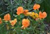 DSC_7494.thumb.JPG.92b4c5322fe044c923a7b35c21538aff.JPG