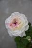 DSC_7496.thumb.JPG.921d33c189a8dacb3d7aa52f096b2c15.JPG