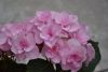DSC_7497.thumb.JPG.900579444501847e4ca87cee0cd7a09a.JPG