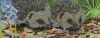 Hedgehogs-1.thumb.jpeg.7afeb88e3c4bb25a9f24bab441de19ca.jpeg