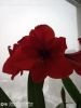 IMG_20220402_171206.thumb.jpg.7b2bd28bbe8ec29fce45f272f0cd1d8f.jpg