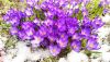 IMG_20220417_120433.thumb.jpg.9407a18e936c88a7e39ef0b24c5d2475.jpg