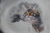 IMG_2437.JPG.c3cdfbeef82820dd04491b8ef31dcdf1.thumb.jpg.acd5a6ef85b11788db477cbb10ccda0c.jpg