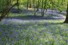 a-carpet-of-bluebells.thumb.jpeg.840e9a38cf9ac3cacec8dabd2261e641.jpeg
