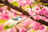bird-2301043_1920.thumb.jpg.b5099241d19b7a81523fea24c9966021.jpg