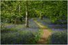 bluebells-seen-on-the.thumb.jpeg.9160458a5c94b6964b58bc728bd3d0bd.jpeg