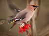 hello_html_2d1947a9.thumb.jpg.315d9eac3014fa20a9f9e1a07ad2ea09.jpg