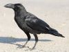 large-billed-crow-2.thumb.jpg.eaa4eb60c9f3eac1109373f80c0afa1f.jpg