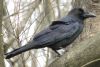large-billed-crow-5.thumb.jpg.ecb879fdcddb69c6e926da9df0136b8e.jpg