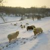 snow-sheep-paul-felix.jpeg.2b1bf5272832f56d6b8121dc36a9363d.thumb.jpeg.7dfd70a83f681a34a8216998027c684b.jpeg