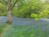 yoxall-lodge-bluebell.thumb.jpeg.49098551686b601a84d2a137d8956b36.jpeg