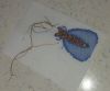 20220530_084529.thumb.jpg.0cc98c4a4bab9eadee174b48d22ae3bc.jpg
