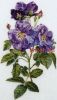 Thea Gouverneur 413, Шиповник (Сиреневые розы)