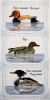 Mary Hickmott﻿﻿﻿﻿, Duck Tal﻿es (фрагмент)