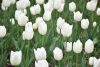DSC_7296.thumb.JPG.23ccd308f7ae2c9ee9db269efcaf0707.JPG