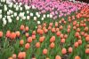 DSC_7297.thumb.JPG.a599aef5138566a4f0dd57b77e4e1dcc.JPG