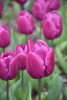 DSC_7305.thumb.JPG.a33cc074c4dc317031584f6d3a0e1265.JPG